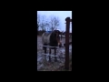 Clever Horse Does Something Amazing - Removes Electric Fence Hooks Clever Horse Does Something Amazing - Removes Electric Fence Hooks