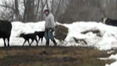 Tagging Calf with Ease: Cattle Handling & Stockmanship