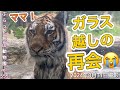 《旭山動物園ライオン&トラ》親子感動の再会に涙。ガラスを隔てた愛。大雨の中、心配するお隣のライオン。オリトイオファミリーvol555/Reunion of parent and child&Lion