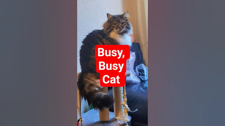 Video 11452911: siberian forest cat, fluffy siberian cat, adorable siberian cat, cat rescue