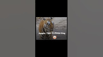Thumbnail of Tiger can beat any lion... Except Scarface #viralvideo #youtubeshorts #viralshorts