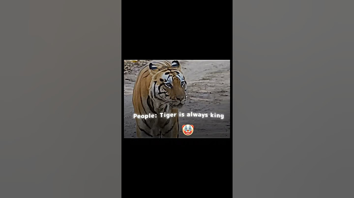 Tiger can beat any lion... Except Scarface #viralvideo #youtubeshorts #viralshorts
