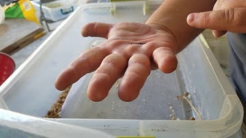 How I Save Radish Seeds