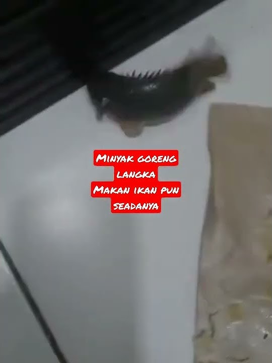 story wa minyak goreng langka | #storywa #minyakgoreng #langka #shorts #philipnitip #shortsvideo