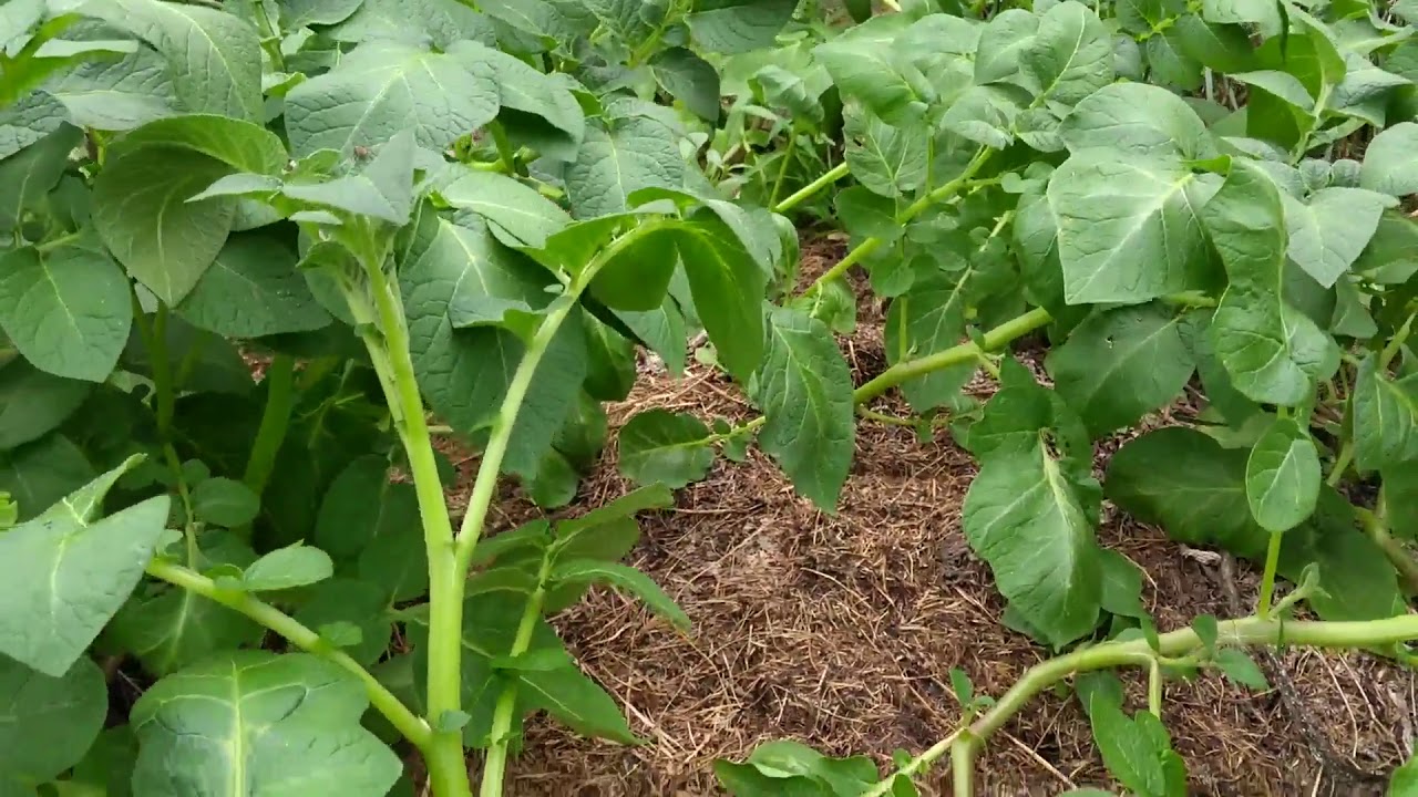 Erdäpfelacker aus Grasschnitt