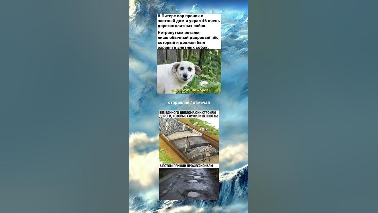 Собака сутулая 🤣 #мем #угар #прикол - YouTube