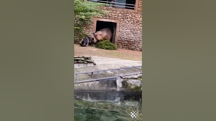 Homem sendo atacado por animal no zóologico #zoo