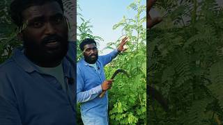అవిస చెట్టు ఎలా కట్ చేయాలో చూడండి 🌿#goatfarming #sheepfarming #avisa #trending #viral