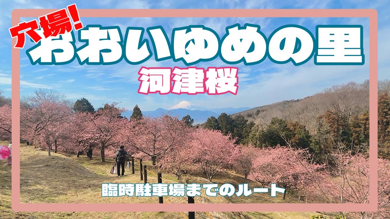 おおいゆめの里　花まつり　臨時駐車場　河津桜　神奈川県足柄上郡大井町