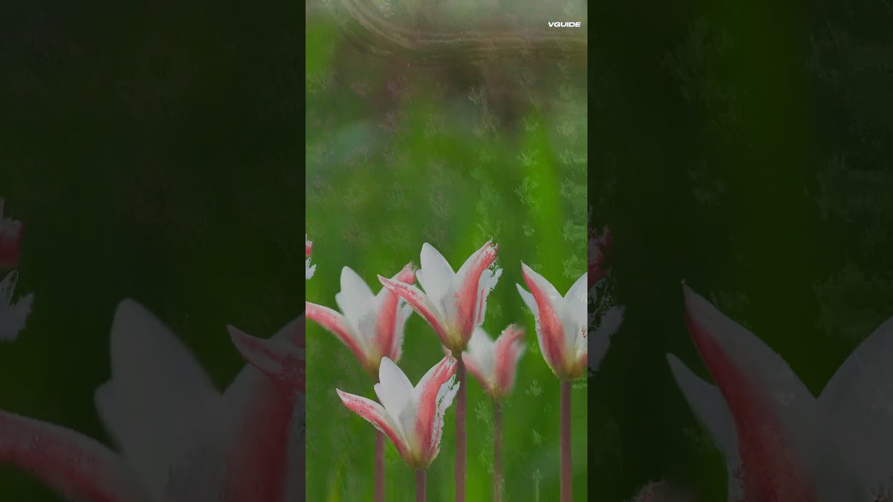 Spring blossom Swat Valley  