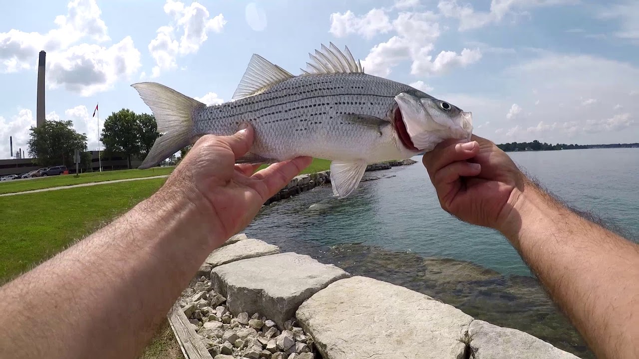 FISHING - St. Claire River 2018