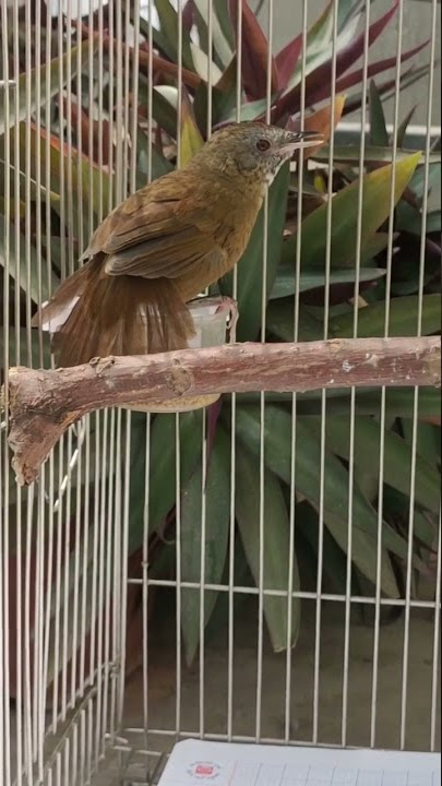 Tiểu mi ôm cóng hót bất chấp( chim nghệ nhân đạtgold )