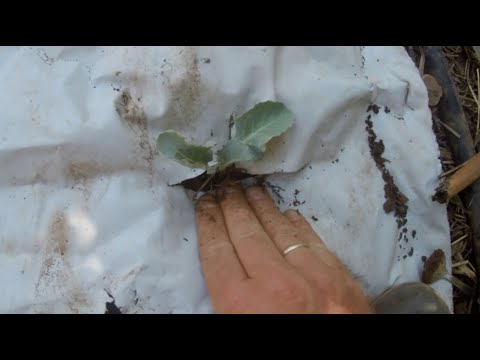 Βίντεο: Λάχανο σε κενά για το χειμώνα