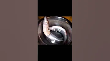 احلى فسيخ كل سنة وانتم طيبين 