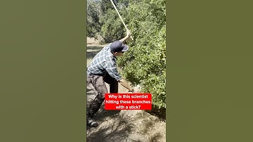 Wrangling Acorn Weevils | #DeepLook #Shorts