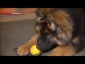 Городской службе спасения подарили щенка немецкой овчарки
