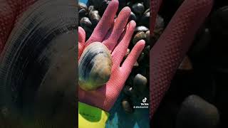 MARISCANDO  RIA DE MUROS Y NOIA, GALICIA CALIDADE