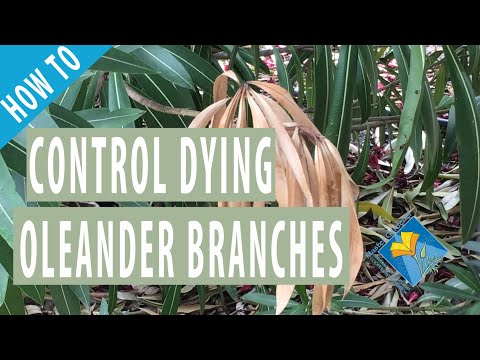 Video: Felsökning av oleandersjukdomar: Tips för att behandla Neriumcanker