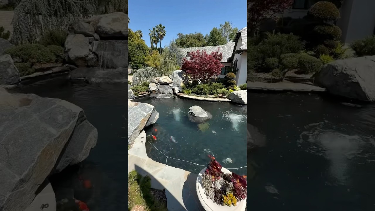 What a beautiful modern setting backyard koi pond, perfect on a sunny California day 