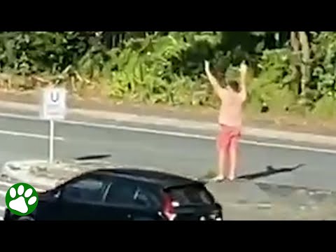 Man runs onto busy highway to stop traffic for an approaching koala