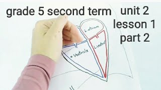 شرح ساينس خامسة ابتدائي لغات الترم الثاني circulatory system part 2