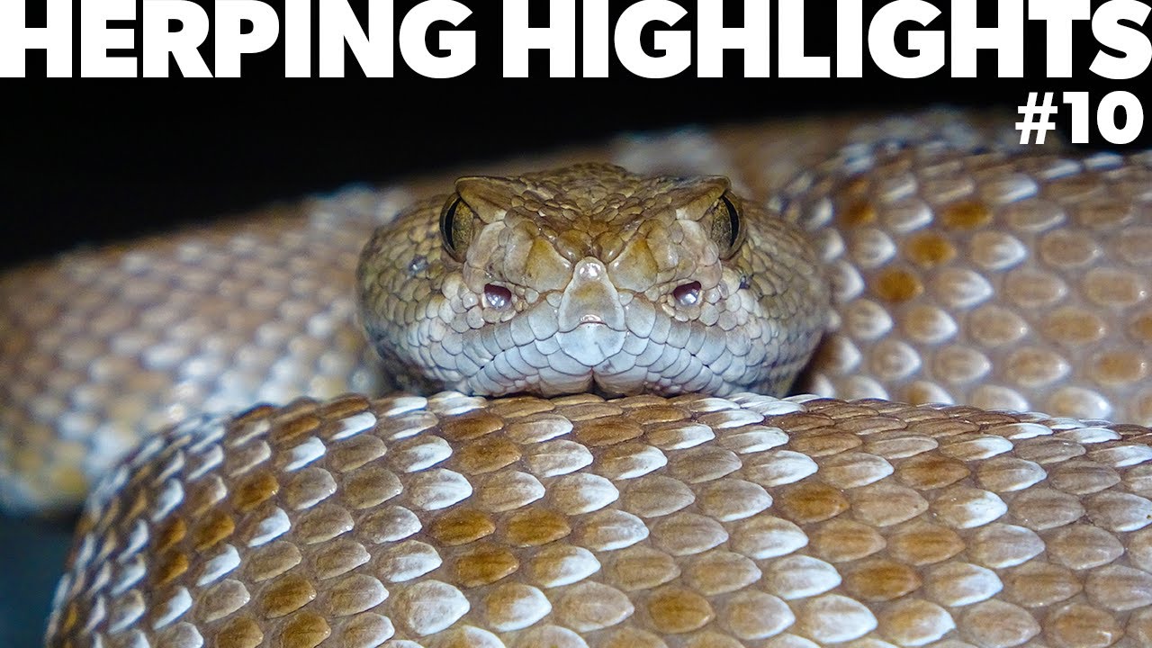 Herping Highlights #10 - Southern California deserts May 7-9, 2020