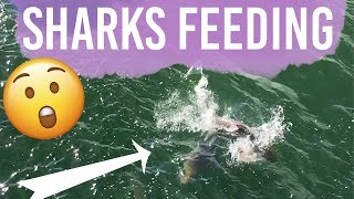 Florida Vaca & Shark Feeding Frenzy