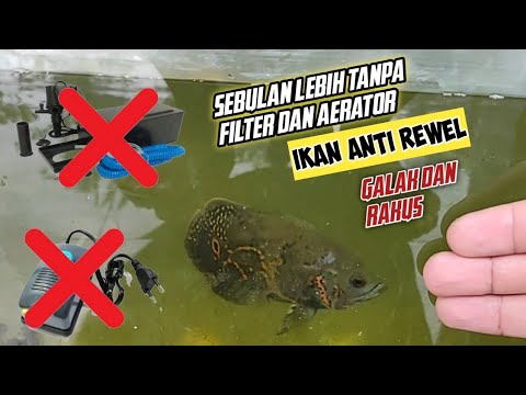 Apakah Ikan Oscar Bisa Hidup Tanpa Aerator