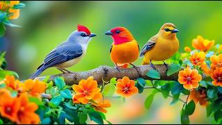Download Lagu Escape \u0026 Relax Birdsong 🕊️🕊️🕊️ \u0026 Piano for Stress Hormone Reduction MP3