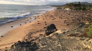 Sea turtles/Caguamas laying their eggs in Ixtapilla/Palma Sola, Michoacan, Mexico.