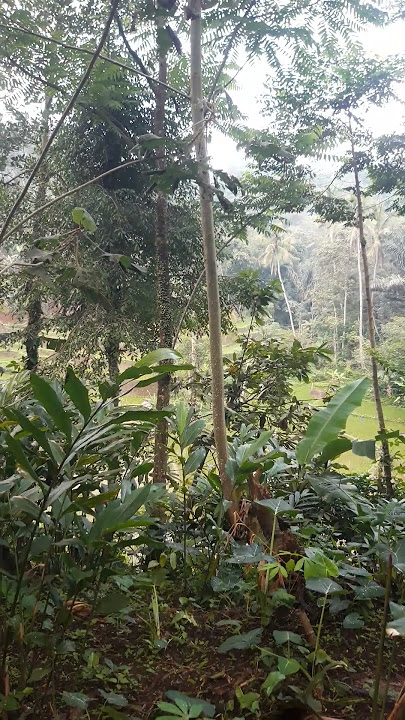 suasana sore hari,adem sejuk.. #nature #pedesaan #kebun #pemandanganpegunungan