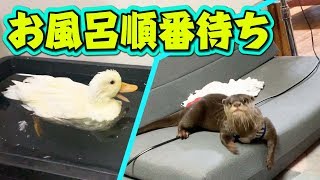 お風呂の順番をちゃんと待つカワウソが偉すぎる！！