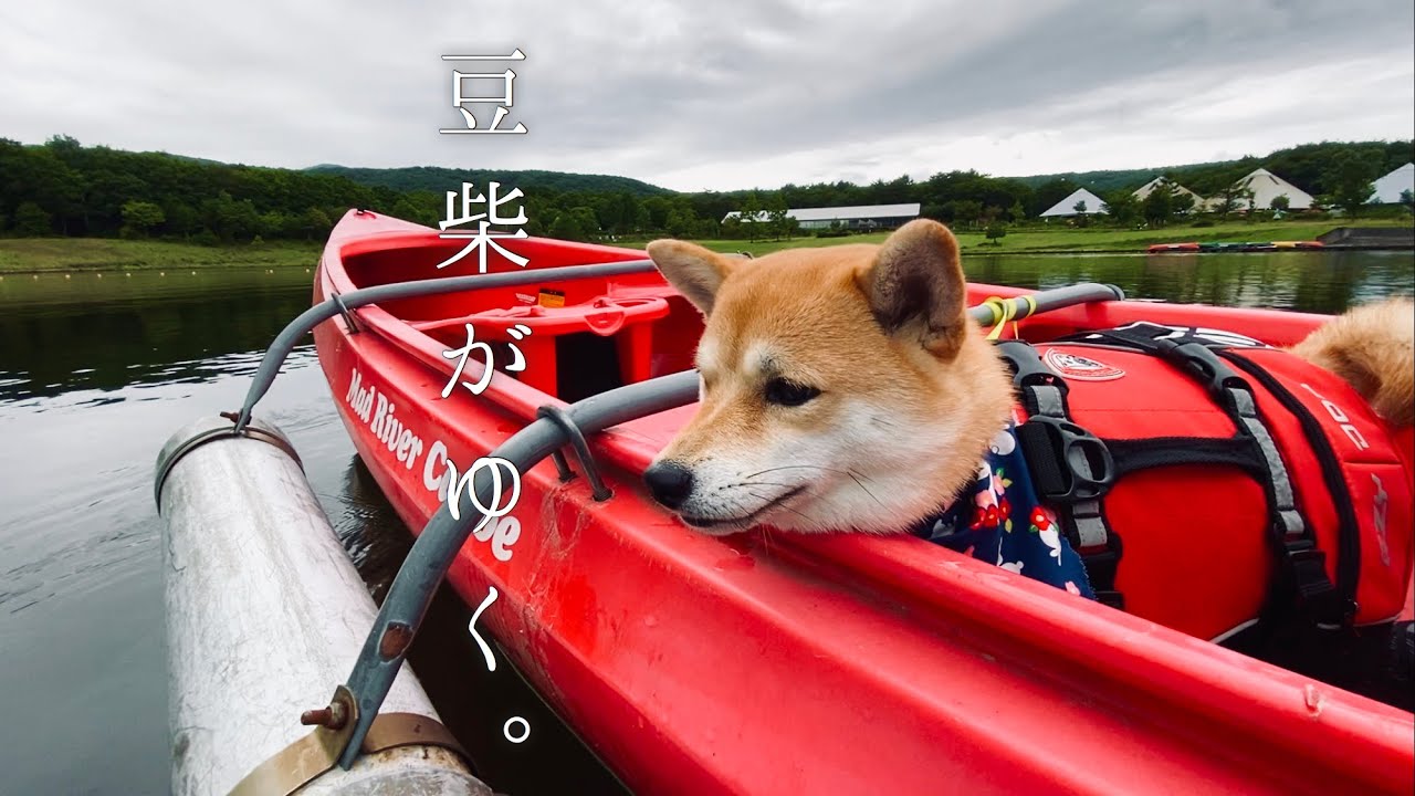 豆柴がゆく。 #1　愛犬と初めての一泊二日旅行！初めてのカヌーにドキドキ！エンゼルフォレスト那須白河#1【豆柴すず 】shiba inu