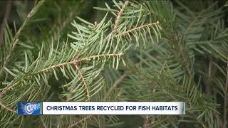 Unused Christmas trees are being used to help improve fish habitats in Northeast Ohio