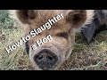 Hog Slaughter
