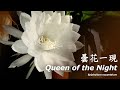 曇花 Epiphyllum oxypetalum | 曇花一現縮時攝影 - Queen of the Night Time Lapse