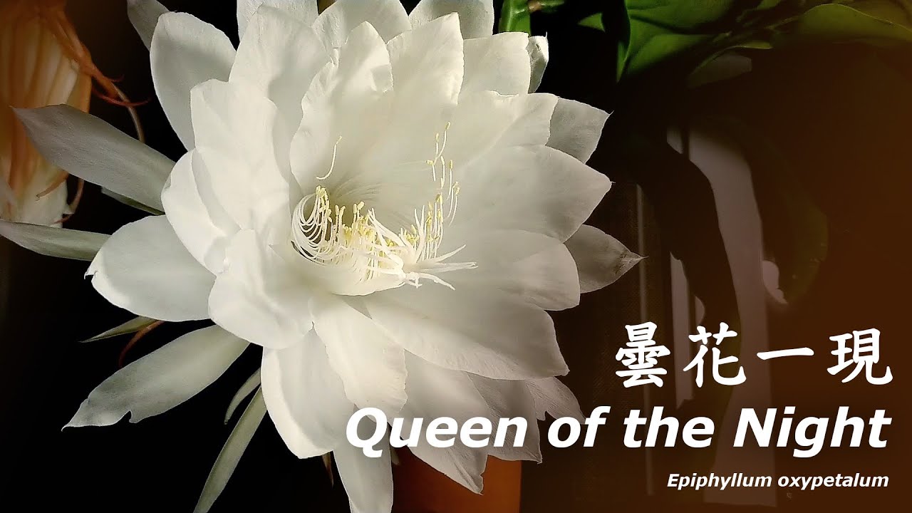 曇花 Epiphyllum oxypetalum | 曇花一現縮時攝影 - Queen of the Night Time Lapse ...