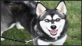 Alaskan Klee Kai dog Compilation and Mix