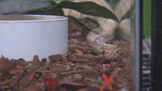 'No one to take them in' | Houston exotic animal organization says surrenders are up 800%