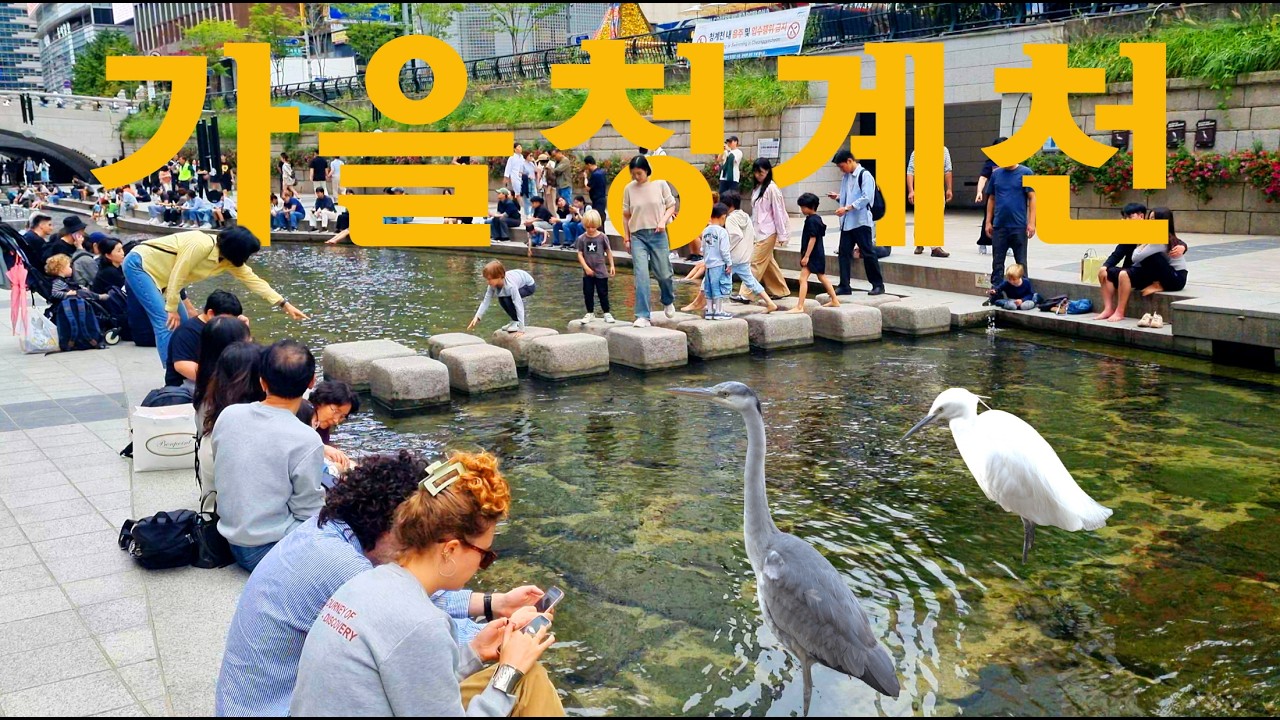 외국인관광객들도 신기해하는 청계천 🦢/ 행사중인 광화문 /털갈이하는 왜과장/우아한 백대리 #청계천 #travel #seoul #korea