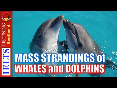 Cambridge IELTS Listening Practice | Section 4 | Mass Strandings of Whales and Dolphins
