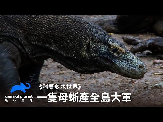 科莫多巨蜥能單性生殖 世界海洋日前夕探索無奇不有的海洋生態