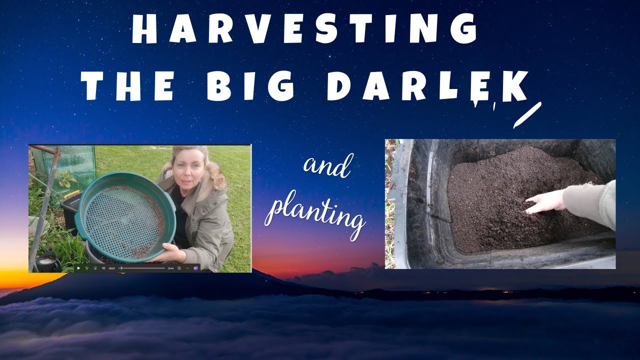 Compost harvest and planting