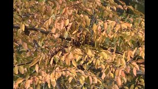 Autumn Leaves