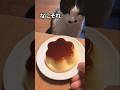 期待度が０%になる猫#shorts