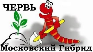 Червь Московский Гибрид (РМГ) видео Нано-ферма: как работает аппарат для клонирования?