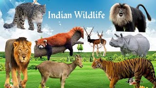 Indian Wildlife. Wildlife of India. part 1.