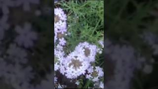 Jardin Natural en La Pampa. Hoy florecen las "Verbenas Silvestres".