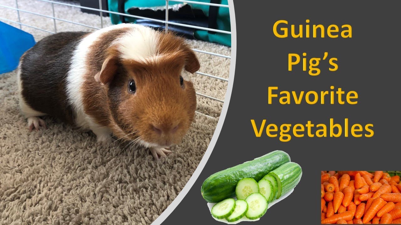 Guinea Pig s Favorite Vegetables Which Vegetables Guinea Pig Eat guinea-pig-s-favorite-vegetables-which-vegetables-guinea-pig-eat