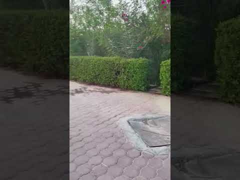  مميزات وعيوب شجرة الكاربس